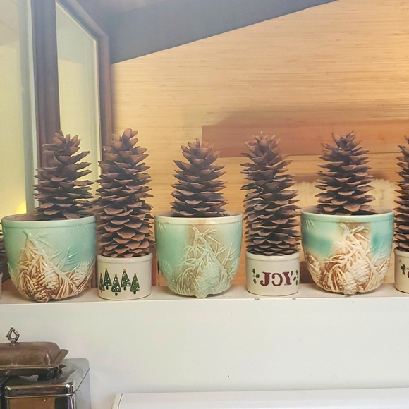 💥SOLD OUT💥Huge Authentic Sugar Pinecones 13to14inches Long - Picture 7 of 11
